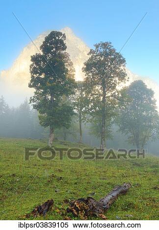 "Trees in the morning mist, Ahornboden, Hinterriss, Tyrol, Austria, Europe" View Large Photo Image Stock Photography - "Trees in the morning mist, Ahornboden, Hinterriss, Tyrol, Austria, Europe". Fotosearch