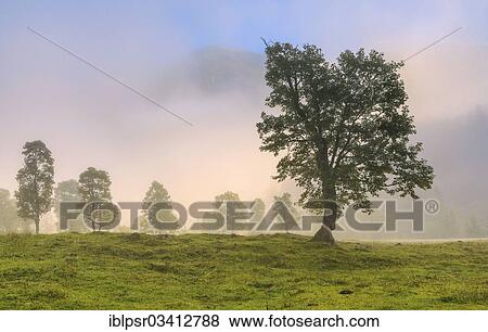 "Trees in the morning mist on Ahornboden alp, Hinterriss, Tyrol, Austria, Europe" View Large Photo Image Stock Photo - "Trees in the morning mist on Ahornboden alp, Hinterriss, Tyrol, Austria, Europe". Fotosearch