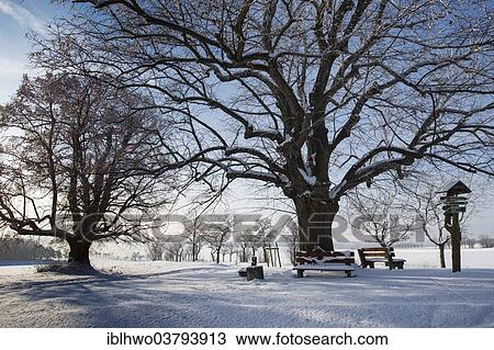 "Trees in the snow, rest area on the Thueringen-trail, Goethewanderweg trail, Neckeroda, Weimarer Land, Thuringia, Germany, Europe" View Large Photo Image Stock Image - "Trees in the snow, rest area on the Thueringen-trail, Goethewanderweg trail, Neckeroda, Weimarer Land, Thuringia, Germany, Europe". Fotosearch