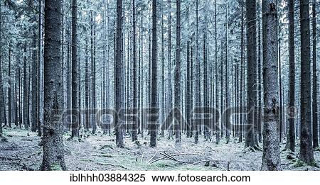 "Trees in the Thuringian Forest, Thuringia, Germany, Europe" View Large Photo Image Stock Photography - "Trees in the Thuringian Forest, Thuringia, Germany, Europe". Fotosearch