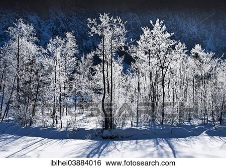 Stock Photograph - "Trees in winter, Almtal Valley, Salzkammergut, Upper Austria, Austria, Europe". Fotosearch