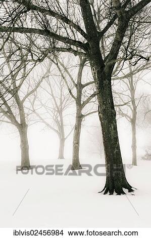 Trees in winter landscape View Large Photo Image Picture - Trees in winter landscape. Fotosearch