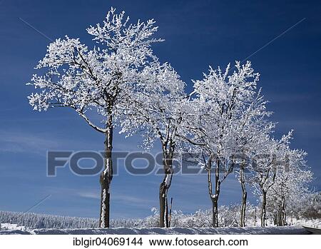 "Trees lining a road in winter, Ore Mountains, Saxony, Germany, Europe" View Large Photo Image Picture - "Trees lining a road in winter, Ore Mountains, Saxony, Germany, Europe". Fotosearch