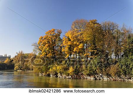 Trees on an island in the Rhine river in autumn, Rheinfelden - AG, canton of Aargau, Switzerland, Europe View Large Photo Image Stock Photograph - Trees on an island in the Rhine river in autumn, Rheinfelden - AG, canton of Aargau, Switzerland, Europe. Fotosearch