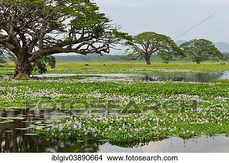 Picture - "Trees on the artificial lake Tissa Wewa, Tissamaharama, Southern Province, Sri Lanka, Asia". Fotosearch