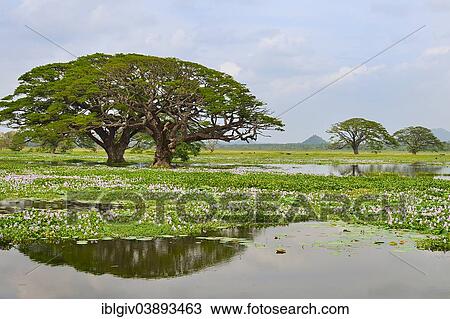 "Trees on the artificial lake Tissa Wewa, Tissamaharama, Southern Province, Sri Lanka, Asia" View Large Photo Image Stock Image - "Trees on the artificial lake Tissa Wewa, Tissamaharama, Southern Province, Sri Lanka, Asia". Fotosearch