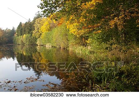 Stock Image - "Trees on the Manhagen pond in autumn, Grosshansdorf, Stormarn District, Schleswig-Holstein, Germany, Europe". Fotosearch
