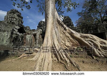 "Trees overgrowing the temple complex of Banteay Kdei, Banteay Kdei, Siem Reap, Siem Reap Province, Cambodia, Asia" View Large Photo Image Stock Image - "Trees overgrowing the temple complex of Banteay Kdei, Banteay Kdei, Siem Reap, Siem Reap Province, Cambodia, Asia". Fotosearch