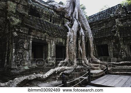 "Trees overgrowing the temple complex of Ta Prohm, Ta Prohm, Siem Reap, Siem Reap Province, Cambodia, Asia" View Large Photo Image Stock Photo - "Trees overgrowing the temple complex of Ta Prohm, Ta Prohm, Siem Reap, Siem Reap Province, Cambodia, Asia". Fotosearch