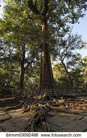 "Trees overgrowing the temple complex of Ta Prohm, Ta Prohm, Siem Reap, Siem Reap Province, Cambodia, Asia" View Large Photo Image Stock Photograph - "Trees overgrowing the temple complex of Ta Prohm, Ta Prohm, Siem Reap, Siem Reap Province, Cambodia, Asia". Fotosearch