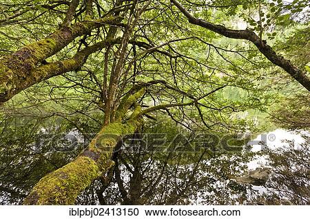 Stock Image - Trees overgrown with moss, Lake Gleinkersee, Upper Austria, Austria, Europe. Fotosearch