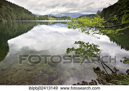Trees reflected in Lake Gleinkersee, Upper Austria, Austria, Europe View Large Photo Image Stock Photo - Trees reflected in Lake Gleinkersee, Upper Austria, Austria, Europe. Fotosearch