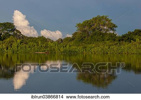 "Trees reflecting in the water in a river, Pantanal, UNESCO World Heritage Site, Mato Grosso do Sul, Brazil, South America" View Large Photo Image Picture - "Trees reflecting in the water in a river, Pantanal, UNESCO World Heritage Site, Mato Grosso do Sul, Brazil, South America". Fotosearch