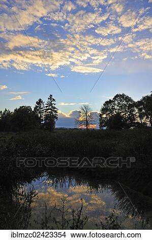 Trees silhouetted against the evening sky, in front reflections in a pond, Othenstorf, Mecklenburg-Western Pomerania, Germany, Europe View Large Photo Image Picture - Trees silhouetted against the evening sky, in front reflections in a pond, Othenstorf, Mecklenburg-Western Pomerania, Germany, Europe. Fotosearch