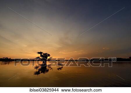 "Trees, sunset, Rio Cuyabeno, Cuyabeno River, Ecuador, South America" View Large Photo Image Picture - "Trees, sunset, Rio Cuyabeno, Cuyabeno River, Ecuador, South America". Fotosearch