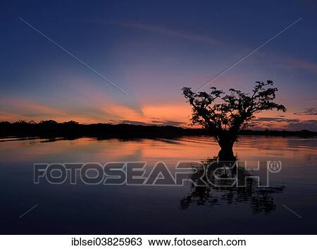 "Trees, sunset, Rio Cuyabeno, Cuyabeno River, Ecuador, South America" View Large Photo Image Stock Image - "Trees, sunset, Rio Cuyabeno, Cuyabeno River, Ecuador, South America". Fotosearch