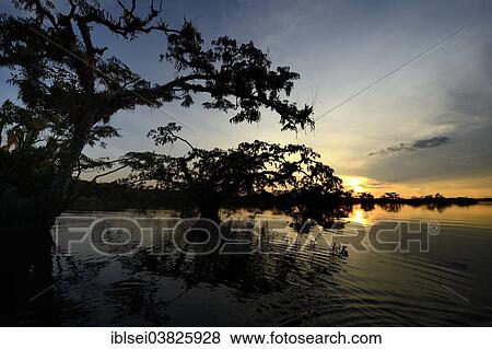"Trees, sunset, Rio Cuyabeno, Cuyabeno River, Ecuador, South America" View Large Photo Image Stock Photo - "Trees, sunset, Rio Cuyabeno, Cuyabeno River, Ecuador, South America". Fotosearch