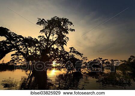 "Trees, sunset, Rio Cuyabeno, Cuyabeno River, Ecuador, South America" View Large Photo Image Stock Photo - "Trees, sunset, Rio Cuyabeno, Cuyabeno River, Ecuador, South America". Fotosearch