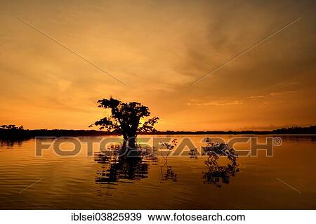 Stock Photo - "Trees, sunset, Rio Cuyabeno, Cuyabeno River, Ecuador, South America". Fotosearch