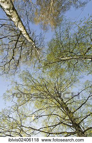 Trees tops viewed from below against sky View Large Photo Image Stock Photo - Trees tops viewed from below against sky. Fotosearch