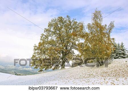 "Trees with autumn foliage and snow, Windegg, Tulfes, Inn Valley, Tyrol, Austria, Europe" View Large Photo Image Stock Photo - "Trees with autumn foliage and snow, Windegg, Tulfes, Inn Valley, Tyrol, Austria, Europe". Fotosearch