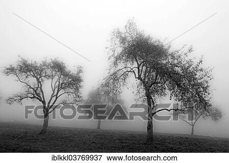 "Trees with fog in autumn, Mindelheim, Bavaria, Germany, Europe" View Large Photo Image Stock Photo - "Trees with fog in autumn, Mindelheim, Bavaria, Germany, Europe". Fotosearch