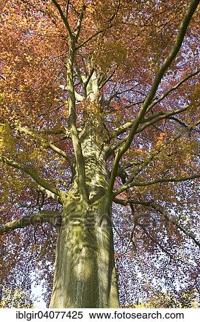 "Treetop of a copper beech (Fagus sylvatica purpurea), Dusseldorf, North Rhine-Westphalia, Germany, Europe" View Large Photo Image Stock Photography - "Treetop of a copper beech (Fagus sylvatica purpurea), Dusseldorf, North Rhine-Westphalia, Germany, Europe". Fotosearch