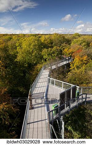 "Treetop trail, Hainich National Park, Hainich, Bad Langensalza, Thuringia, Germany, Europe" View Large Photo Image Stock Photo - "Treetop trail, Hainich National Park, Hainich, Bad Langensalza, Thuringia, Germany, Europe". Fotosearch