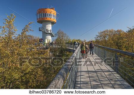 "Treetop walk with observation tower, Hainich National Park, Bad Langensalza, Thuringia, Germany, Europe" View Large Photo Image Stock Image - "Treetop walk with observation tower, Hainich National Park, Bad Langensalza, Thuringia, Germany, Europe". Fotosearch