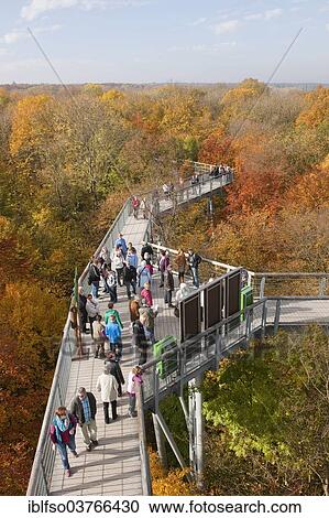 "Treetop walkway through a forest in autumn, Hainich National Park, Thuringia, Germany, Europe" View Large Photo Image Stock Image - "Treetop walkway through a forest in autumn, Hainich National Park, Thuringia, Germany, Europe". Fotosearch