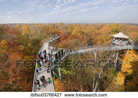 "Treetop walkway through a forest in autumn, Hainich National Park, Thuringia, Germany, Europe" View Large Photo Image Stock Photo - "Treetop walkway through a forest in autumn, Hainich National Park, Thuringia, Germany, Europe". Fotosearch