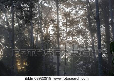"Treetops in the rainforest, Lobeke National Park, East Region, Cameroon, Africa" View Large Photo Image Stock Photo - "Treetops in the rainforest, Lobeke National Park, East Region, Cameroon, Africa". Fotosearch