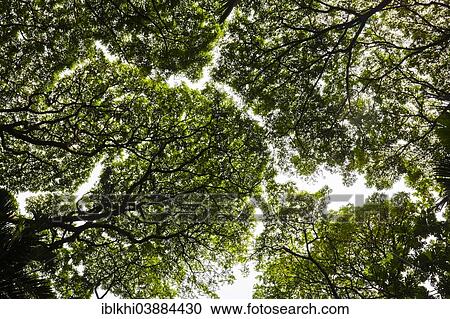 Stock Image - "Treetops, Tropical Botanical Garden, Onomea Bay, Big Island, Hawaii, United States, North America". Fotosearch