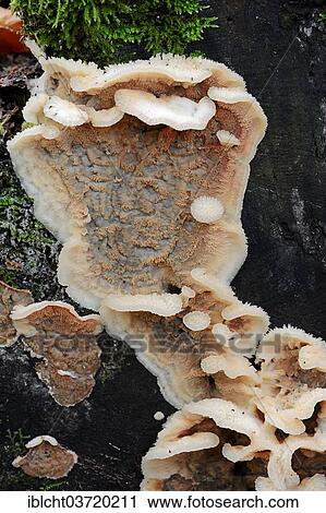 "Trembling Rot (Merulius tremellosus, Phlebia tremellosa), North Rhine-Westphalia, Germany, Europe" View Large Photo Image Stock Image - "Trembling Rot (Merulius tremellosus, Phlebia tremellosa), North Rhine-Westphalia, Germany, Europe". Fotosearch