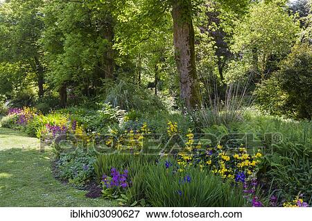 "Trengwainton Garden, Penzance, Cornwall, England, United Kingdom, Europe" View Large Photo Image Stock Photo - "Trengwainton Garden, Penzance, Cornwall, England, United Kingdom, Europe". Fotosearch