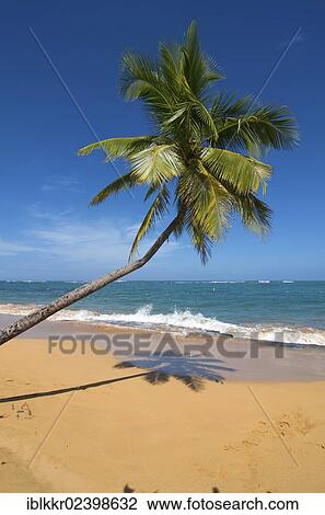 Stock Image - "Tres Palmitas Beach, Loiza, Puerto Rico, Caribbean, North America". Fotosearch