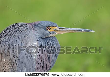 Stock Photography - "Tricolored Heron (Egretta tricolor), portrait, Myakka River State Park, Florida, United States, North America". Fotosearch