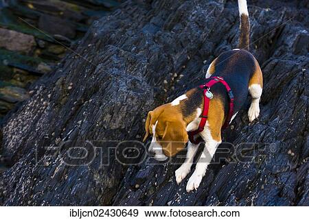 "Tricolour Beagle, male climbing down a rock" View Large Photo Image Stock Photo - "Tricolour Beagle, male climbing down a rock". Fotosearch