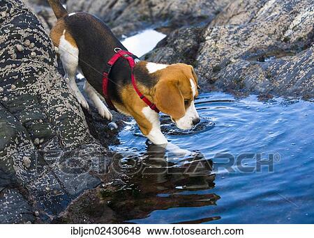 Stock Photo - "Tricolour Beagle, male entering a body of water". Fotosearch