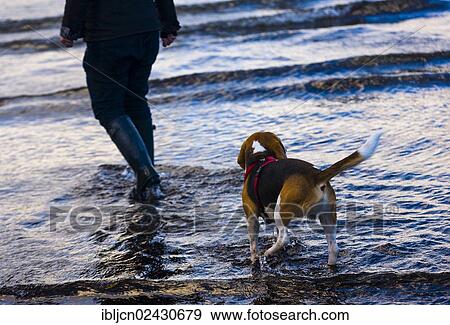 "Tricolour Beagle, male following his mistress through a body of water" View Large Photo Image Stock Photo - "Tricolour Beagle, male following his mistress through a body of water". Fotosearch