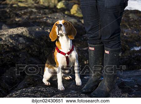"Tricolour Beagle, male sitting beside his mistress and looking attentive" View Large Photo Image Stock Image - "Tricolour Beagle, male sitting beside his mistress and looking attentive". Fotosearch
