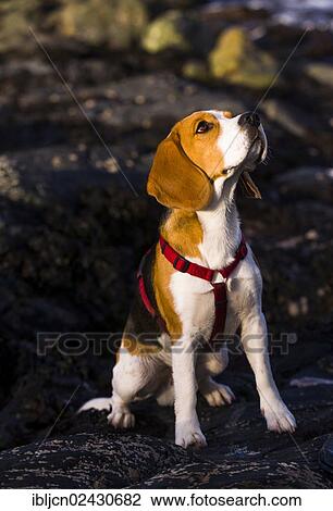 "Tricolour Beagle, male sitting on wet rock and looking attentive" View Large Photo Image Stock Image - "Tricolour Beagle, male sitting on wet rock and looking attentive". Fotosearch