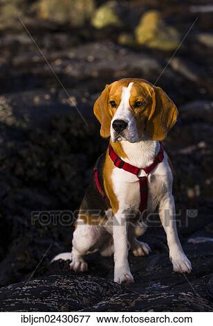 "Tricolour Beagle, male sitting on wet rock" View Large Photo Image Stock Photo - "Tricolour Beagle, male sitting on wet rock". Fotosearch