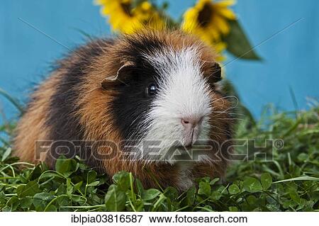 Tricolour Swiss Teddy Guinea Pig View Large Photo Image Stock Photo - Tricolour Swiss Teddy Guinea Pig. Fotosearch