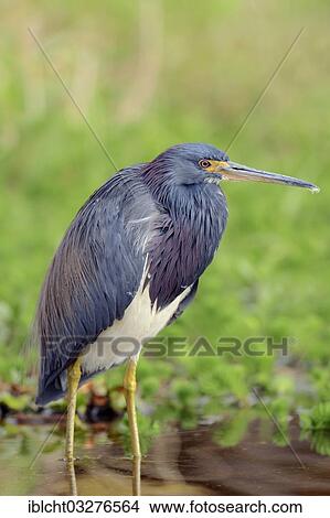 "Tricoloured Heron (Egretta tricolor), Myakka River State Park, Florida, United States, North America" View Large Photo Image Picture - "Tricoloured Heron (Egretta tricolor), Myakka River State Park, Florida, United States, North America". Fotosearch