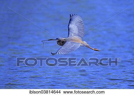 "Tricoloured Heron (Egretta tricolor), in flight, breeding plumage, Wakodahatchee Wetlands, Delray Beach, Florida, USA" View Large Photo Image Picture - "Tricoloured Heron (Egretta tricolor), in flight, breeding plumage, Wakodahatchee Wetlands, Delray Beach, Florida, USA". Fotosearch