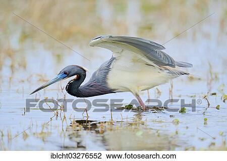 "Tricoloured Heron (Egretta tricolor), hunting, Sanibel Island, Florida, United States, North America" View Large Photo Image Stock Image - "Tricoloured Heron (Egretta tricolor), hunting, Sanibel Island, Florida, United States, North America". Fotosearch