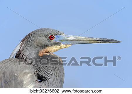"Tricoloured Heron (Egretta tricolor), portrait, Florida, United States, North America" View Large Photo Image Stock Image - "Tricoloured Heron (Egretta tricolor), portrait, Florida, United States, North America". Fotosearch