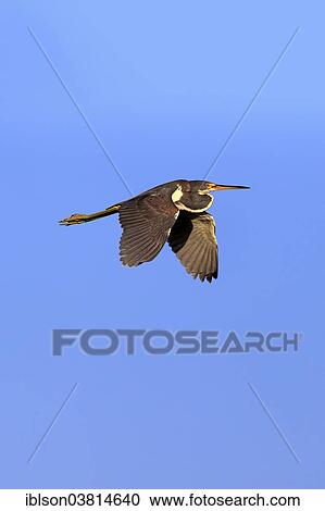 "Tricoloured Heron (Egretta tricolor), in flight, breeding plumage, Wakodahatchee Wetlands, Delray Beach, Florida, USA" View Large Photo Image Stock Image - "Tricoloured Heron (Egretta tricolor), in flight, breeding plumage, Wakodahatchee Wetlands, Delray Beach, Florida, USA". Fotosearch