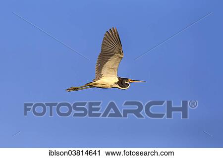 "Tricoloured Heron (Egretta tricolor), in flight, breeding plumage, Wakodahatchee Wetlands, Delray Beach, Florida, USA" View Large Photo Image Stock Image - "Tricoloured Heron (Egretta tricolor), in flight, breeding plumage, Wakodahatchee Wetlands, Delray Beach, Florida, USA". Fotosearch